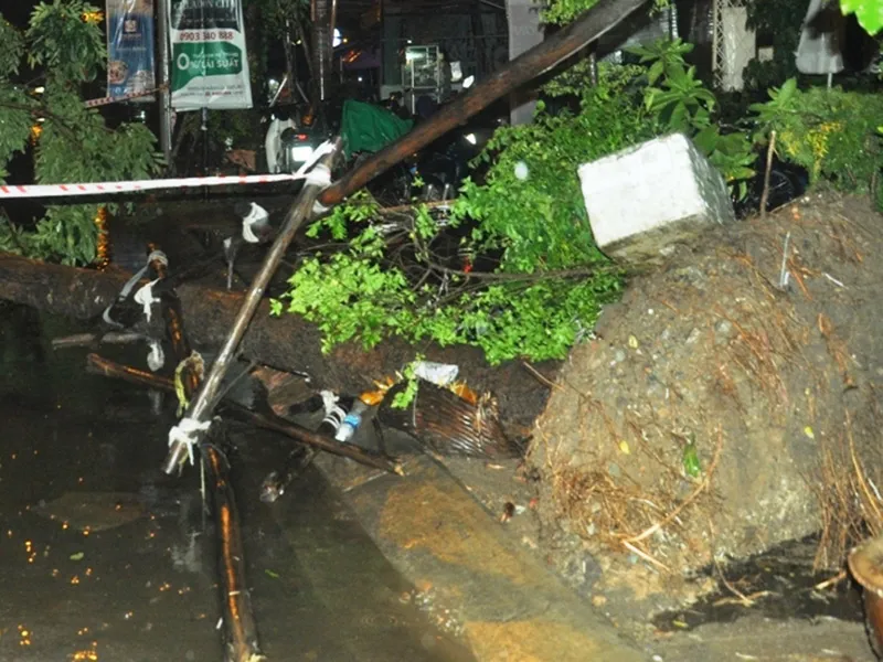 Phần gốc cây được trồng khá nông.